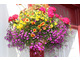 Burza kwiatów, gdzie główną role gra fioletowa lobelia 