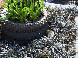 Ophiopogon planiscapus "Nigrescens" i Zantedeschia "Black Star"