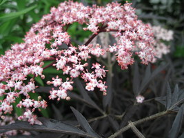 Sambucus nigra "Black Lace"