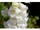 Białe kwiaty naparstnicy doskonale pasują do wszelkich zestawień z bylinami i różami