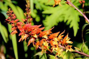 Isoplexis canariensis, dawniej zaliczana do rodzaju Digitalis