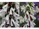 Digitalis purpurea 'Paris Split' o kwiatach podobnych do orchidei