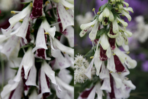 Digitalis purpurea 'Paris Split' o kwiatach podobnych do orchidei