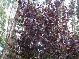 Prunus cerasifera "Nigra"