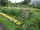 Żółte bratki jako wiosenna obwódka w KEW Gardens