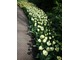 Białe tulipany - elegancka obwódka dla każdej  rabaty
