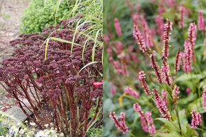 Kwiatostany niektórych bylin zostawiamy na zimę (Sedum spectabile i Persicaria)