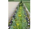 Cebulowe obwódki (hiacynty i tulipany)