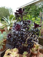 Aeonium arborescens "Schwarzkopf"