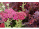 Achillea 'Paprika'