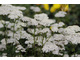 Achillea 'Credo'