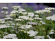 Achillea 'Credo'