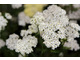 Achillea 'Credo'