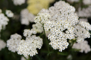 Achillea 'Credo'