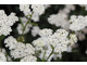 Achillea 'Credo'