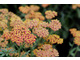 Achillea 'Walther Funcke'