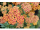 Achillea 'Walther Funcke'