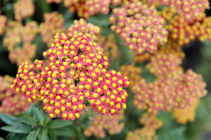 Achillea 'Walther Funcke'