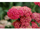 Achillea 'Paprika'