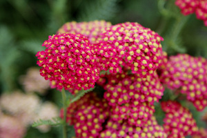 Achillea 'Paprika'