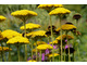 Achillea filipendulina