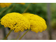 Achillea filipendulina 