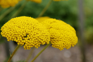 Achillea filipendulina 