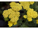 Achillea 'Moonshine'