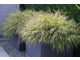 Hakonechloa macra w nowoczesnych donicach