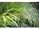 Hakonechloa macra 'All Gold' i Carex testacea 'Phoenix Green'
