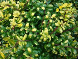 Ilex crenata "Golden Gem" - zimozielony krzew podobny do bukszpanu