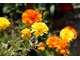 Jednoroczna aksamitka (Tagetes), fot. Michał Młoźniak