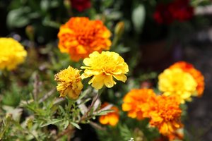 Jednoroczna aksamitka (Tagetes), fot. Michał Młoźniak