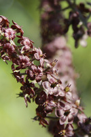 Veratrum nigrum