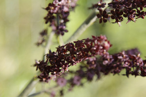 Veratrum nigrum