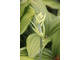 Veratrum album