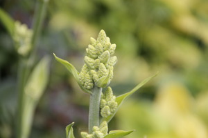 Veratrum album