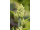 Veratrum album