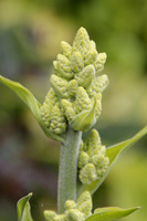 Veratrum album