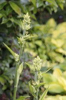 Veratrum album