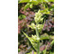 Veratrum album