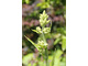 Veratrum album