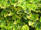 Euonymus fortunei "Emerald'n Gold" - krzewinka zimozielona