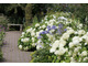 Hortensje wylewające się na ścieżkę dla miłośników bieli w ogrodzie