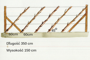 Drzewka w kordonie są posadzone w odległości co 60 cm