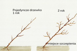 Pojedyncze drzewka w kordonie pochylone są pod kątem 45 stopni