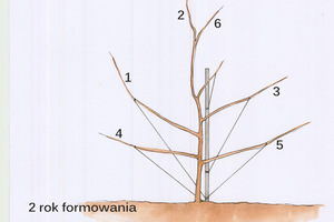 Drugi rok - w okresie od lutego do marca pędy 1, 3, 4 i 5 powinny być przywiązane i odciągnięte do dołu