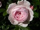 Róża "Geoff Hamilton" o delikatnym zapachu, której nie sposób pominąć w Memorial Garden. Zdjęcia tej róży pochodzą z mojego ogrodu. W Barnsdale jeszcze nie kwitły
