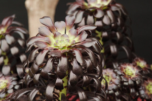 Aeonium arborescens