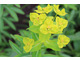 Euphorbia polychroma - wilczomlecz złocisty